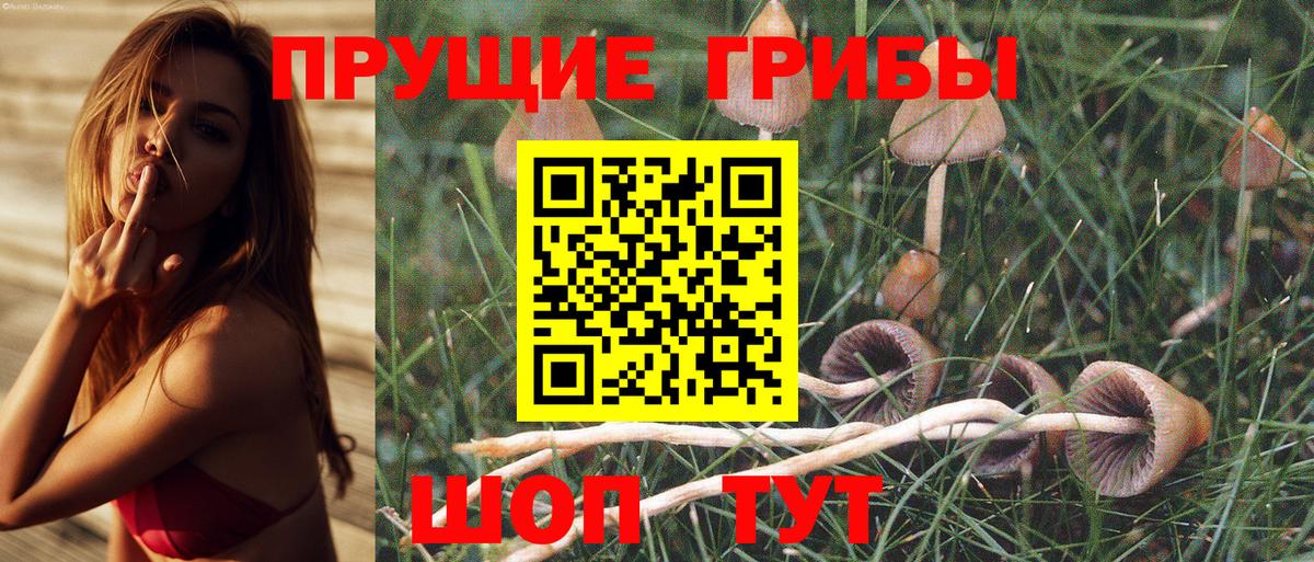 Благодарный  Псилоцибиновые грибы Psilocybine cubensis  Вход с VPN  Псилоцибиновые грибы прущие грибы 